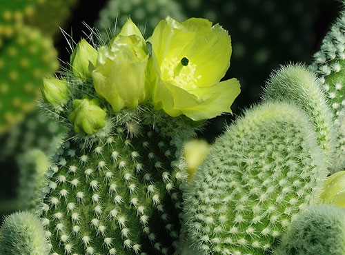 新手必看－这样种养仙人掌保证长的好！