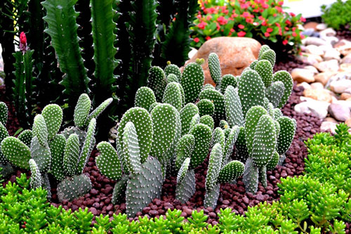 新手必看－这样种养仙人掌保证长的好！