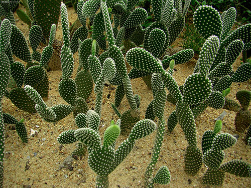 新手必看－这样种养仙人掌保证长的好！