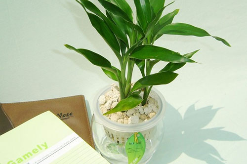 这样水养富贵竹轻松解决叶黄、烂根！