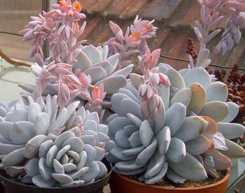 多肉植物雪莲怎么养