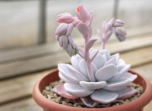 多肉植物雪莲怎么养