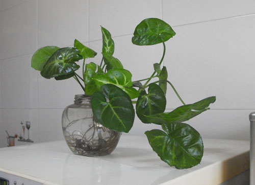 室内养花注意事项