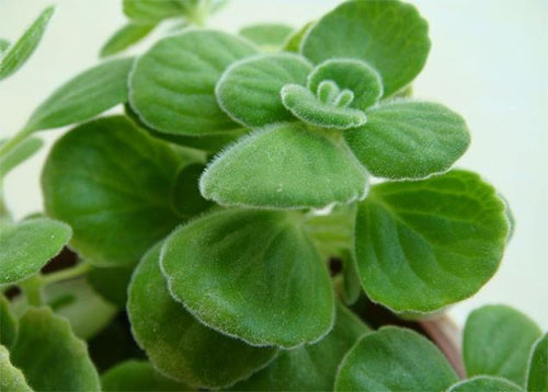 新手掌握几个养花技巧