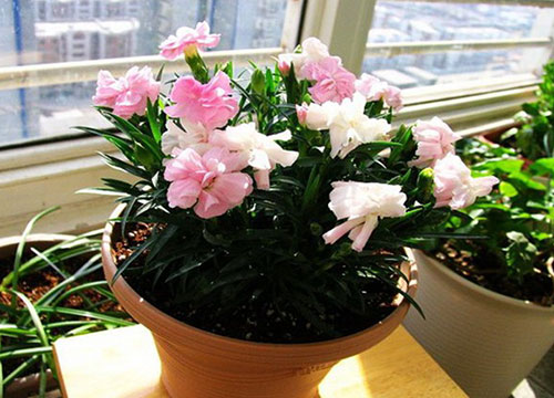 盆栽康乃馨的方法