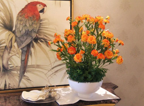 盆栽康乃馨的方法