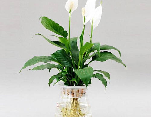 水养花卉,水培花卉