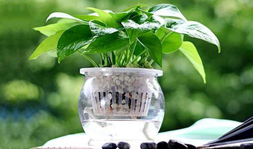 水养花卉,水培花卉