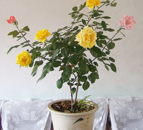 盆栽月季注意事项