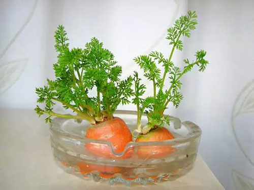 胡萝卜种出漂亮的盆景