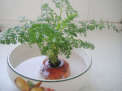 胡萝卜种出漂亮的盆景