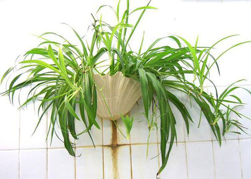 阳台种吊兰的方法