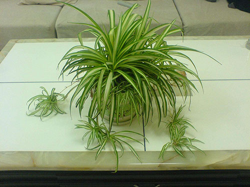 阳台种吊兰的方法