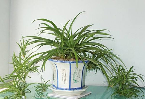 阳台种吊兰的方法