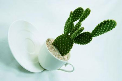 盆栽仙人掌的方法与注意事项