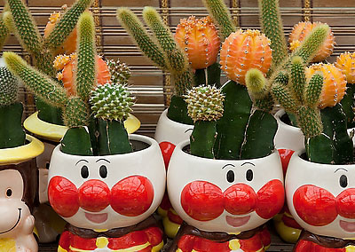 盆栽仙人掌的方法与注意事项