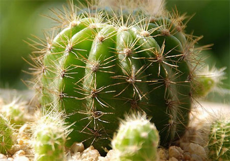 仙人球居然能吃,仙人球的用处