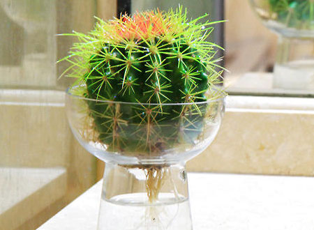 仙人球居然能吃,仙人球的用处