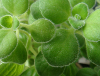 水养植物可以净化空气