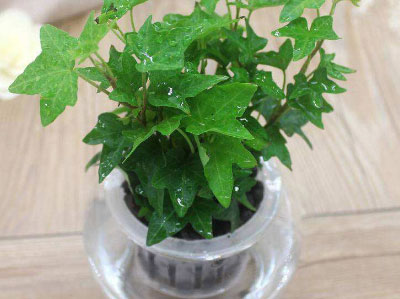 水养植物可以净化空气