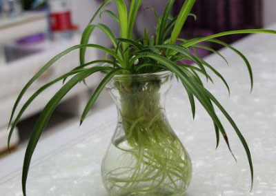 水养植物可以净化空气