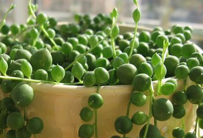 水养植物可以净化空气