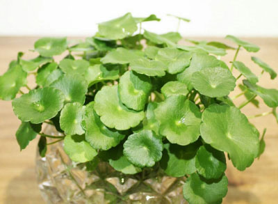 水养植物可以净化空气