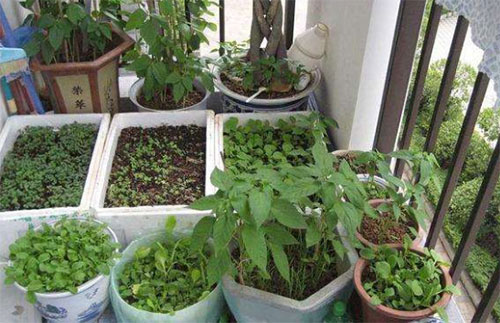 阳台装修成小菜园