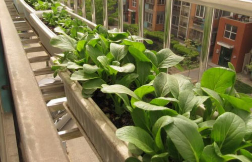 阳台装修成小菜园