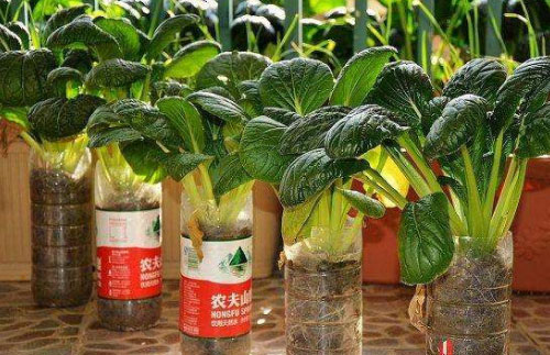 阳台装修成小菜园