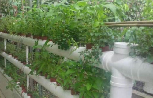 阳台装修成小菜园