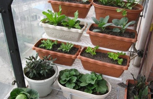 阳台装修成小菜园