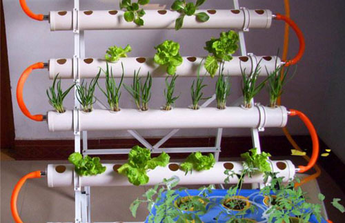 阳台装修成小菜园