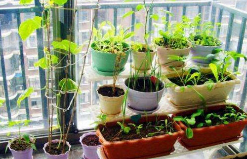 阳台装修成小菜园