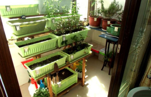 阳台装修成小菜园