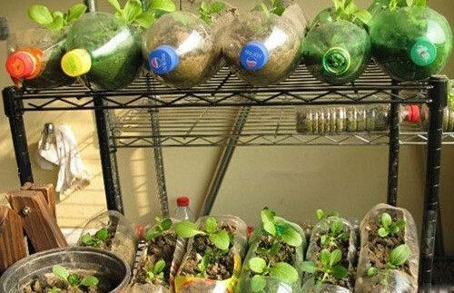 阳台装修成小菜园