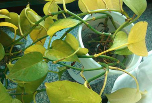 绿萝的叶子变黄怎么办