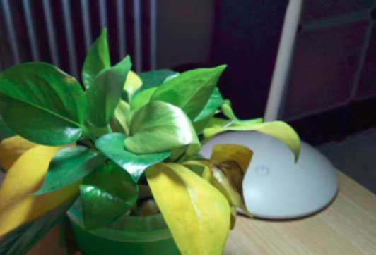 绿萝的叶子变黄怎么办