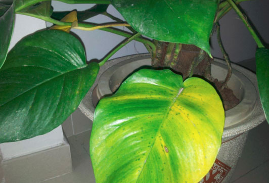 绿萝的叶子变黄怎么办