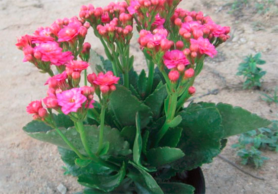 盆栽植物要修剪