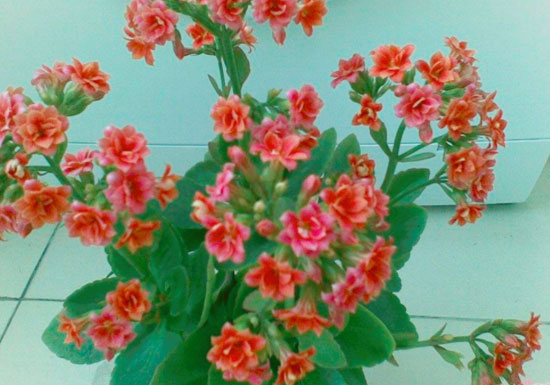 长寿花养殖注意事项