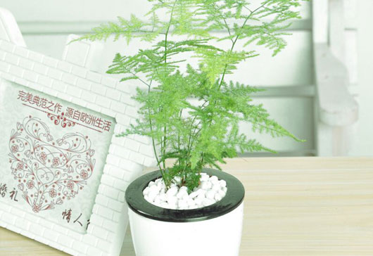 盆栽植物要修剪