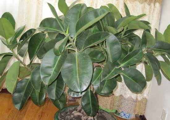 盆栽植物要修剪