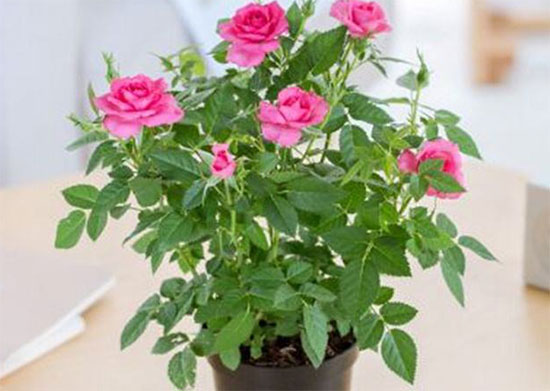 绿色家居摆放小窍门