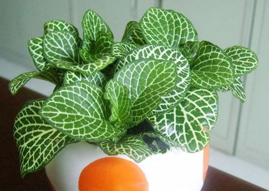 冬季插扦花草的方法