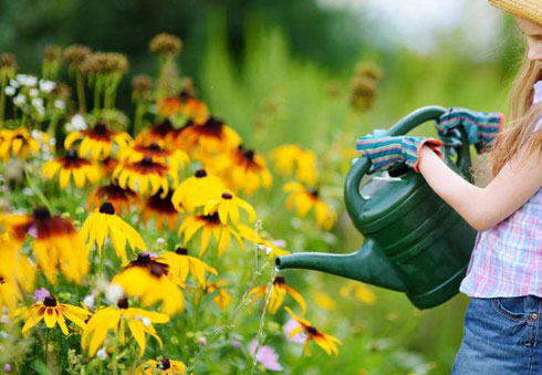 淘米水浇花的方法