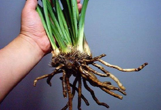 兰花为什么烂根