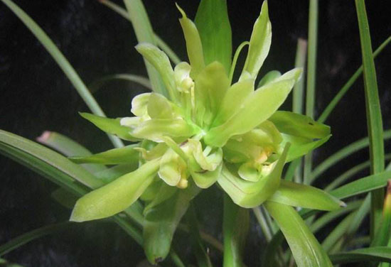 兰花为什么烂根