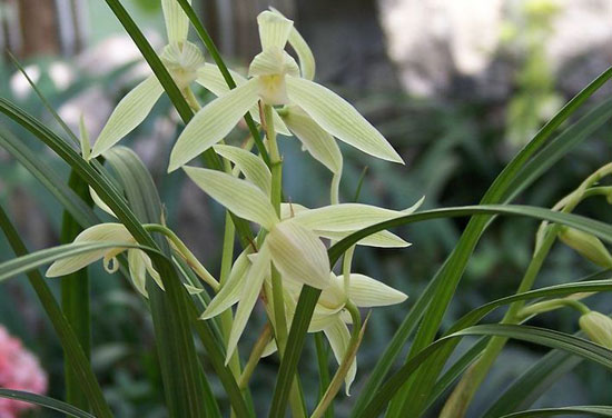 兰花为什么烂根