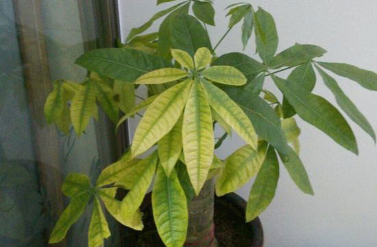 发财树叶子发黄